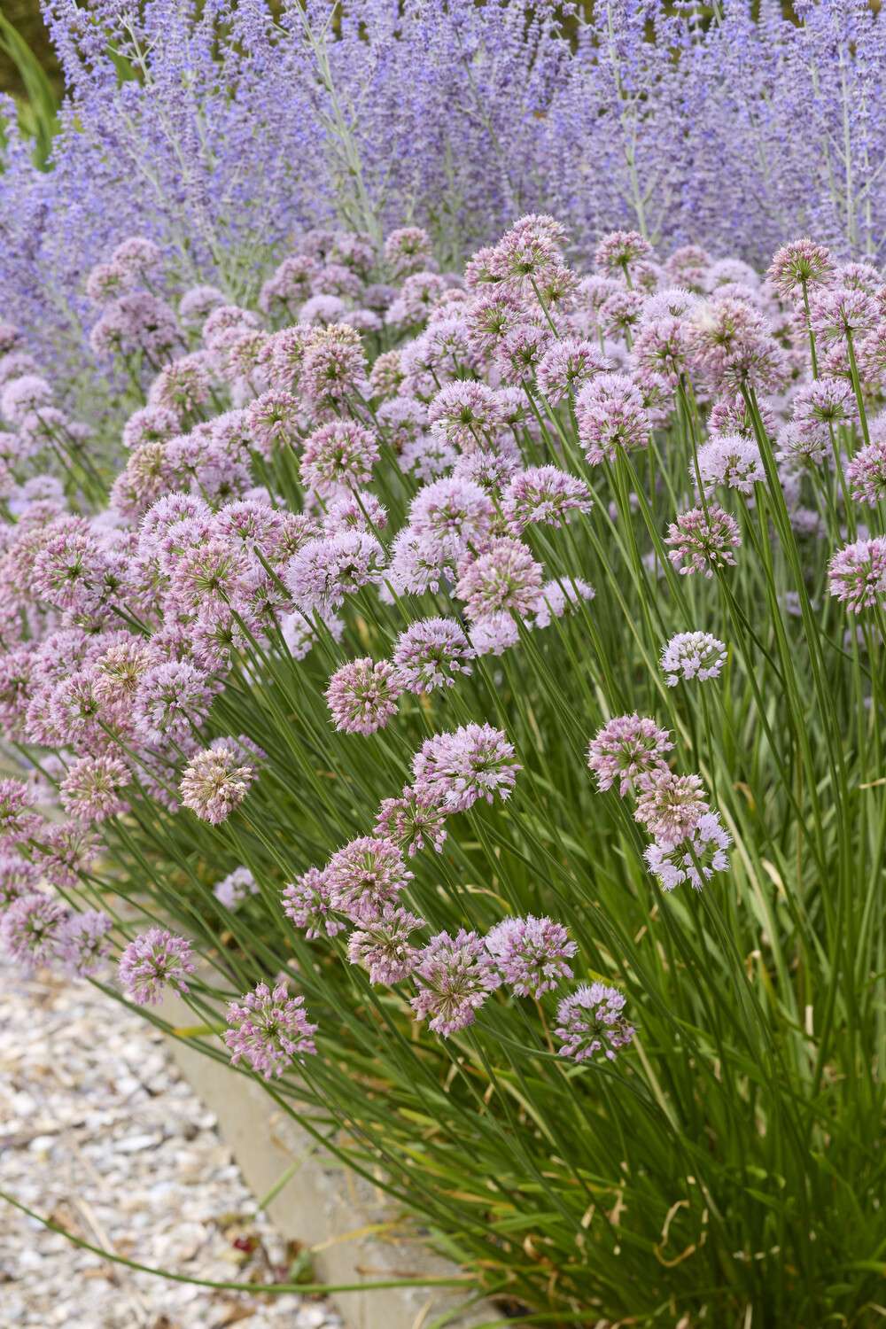 Allium 'Summer Beauty'